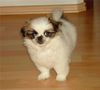Pekingese Foto (ID 15466) Pekingese Hund
