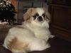 Pekingese Foto: susi ist wieder da (ID 20111) Pekingese Hund