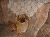 Pekingese Foto: Das bin ich BENNY (ID 3812) Pekingese Hund