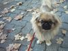 Pekingese Foto: Das ist meine kleine Kira (ID 10503) Pekingese Hund