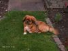 Pekingese Foto: floki im garten (ID 22831) Pekingese Hund