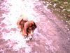 Pekingese Foto: Spaziergang (ID 18184) Pekingese Hund