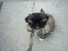 Pekingese Foto: ich bin nelly (ID 10908) Pekingese Hund