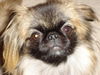 Pekingese Foto: ich bin nelly (ID 35202) Pekingese Hund