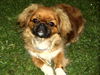 Pekingese Foto: das ist buffy (ID 34315) Pekingese Hund