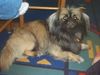 Pekingese Foto: unser Spiddy (ID 8539) Pekingese Hund