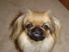Pekingese Foto: Hi, ich bin die Kira!! (ID 34601) Pekingese Hund