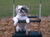 Pekingese Foto: BIN doch Cool (ID 7114) Pekingese Hund