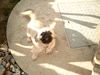 Pekingese Foto: unser Filou (ID 6667) Pekingese Hund