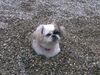 Pekingese Foto: WAS guckst du?! (ID 7115) Pekingese Hund