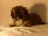Pekingese Foto: Pekinesenmädchen, ca. 4 Wochen jung und so süß .... (ID 16917) Pekingese Hund