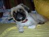 Pekingese Foto: Pekinese Puppi 4 Jahre alt mit geschorenem Fell (ID 16601) Pekingese Hund