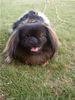 Pekingese Foto: Ich bin Brian! (ID 13807) Pekingese Hund