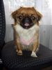 Pekingese Foto: Bin ich schön... (ID 25593) Pekingese Hund
