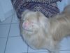 Pekingese Foto: Mein klein OSITO (ID 16703) Pekingese Hund