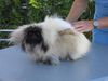 Pekingese Foto: Kennel (ID 35150) Pekingese Hund