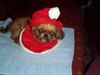 Pekingese Foto: ist sie reinrassig oder nicht ????? (ID 7350) Pekingese Hund