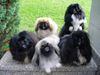 Pekingese Foto: Pekingese-Palast-Austria (ID 32918) Pekingese Hund