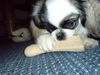 Pekingese Foto: Das ist die Abbie (ID 40988) Pekingese Hund