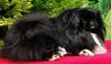 Pekingese Foto: Pekingese-Palast-Austria (ID 32919) Pekingese Hund