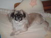 Pekingese Foto (ID 40919) Pekingese Hund