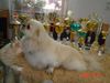 Pekingese Foto: Ein guter Freund des Menschen (ID 6464) Pekingese Hund