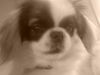 Pekingese Foto: Abbie (ID 40991) Pekingese Hund