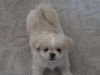 Pekingese Foto: Taiki - 10 Wochen (ID 25178) Pekingese Hund