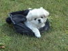 Pekingese Foto: Taiki... (ID 25247) Pekingese Hund