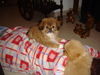 Pekingese Foto: Nothing's better than sleepy on mamy.... (ID 29973) Pekingese Hund