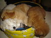 Pekingese Foto: do you like my pillow? (ID 29974) Pekingese Hund