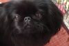 Pekingese Hund