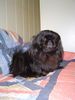 Pekingese Foto: Nora 2005 (ID 19956) Pekingese Hund