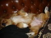 Pekingese Foto: i think i'm dreaming.... (ID 32250) Pekingese Hund