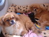 Pekingese Foto: love......is love.... (ID 32249) Pekingese Hund