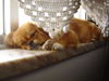 Pekingese Foto: it's so hard to be a dog..... (ID 33646) Pekingese Hund