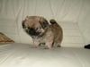 Pekingese Foto: Meine süüse baby-Cesar (ID 16463) Pekingese Hund