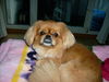 Pekingese Foto: hi ich bin jack und will ins fernsehn (ID 41980) Pekingese Hund