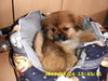 Pekingese Foto: Mein kleines Paulchen (ID 29899) Pekingese Hund