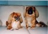 Pekingese Foto: Miyoko und Dorian (ID 46151) Pekingese Hund