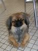 Pekingese Foto: Mein Pekinese (ID 40737) Pekingese Hund