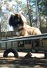 Pekingese Hund