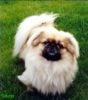 Pekingese Foto (ID 32178) Pekingese Hund