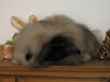 Pekingese Foto: Chaneira Chuck Norris (ID 38550) Pekingese Hund