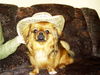 Pekingese Foto (ID 26025) Pekingese Hund