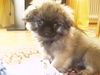 Pekingese Foto (ID 25973) Pekingese Hund
