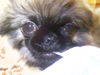 Pekingese Foto (ID 25974) Pekingese Hund