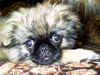 Pekingese Foto (ID 25975) Pekingese Hund