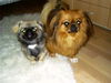 Pekingese Foto: Das Traumpaar... (ID 26829) Pekingese Hund