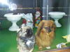 Pekingese Foto: Maja & Johnny (ID 26830) Pekingese Hund